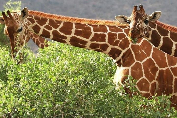 6-Day Samburu, Sweetwaters, Lake Nakuru & Naivasha Safari — Big Five to Flamingos photo 4