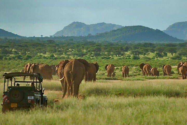 6-Day Samburu, Sweetwaters, Lake Nakuru & Naivasha Safari — Big Five to Flamingos photo 6