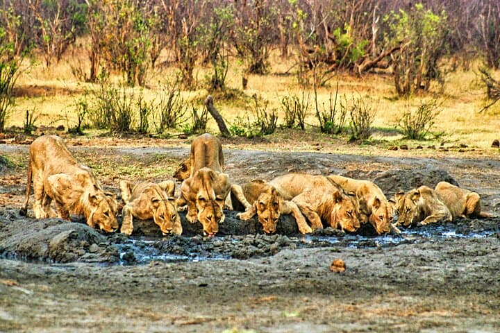 Beyond the Falls: Chamabondo Safari Game Drive near Victoria Falls photo 4