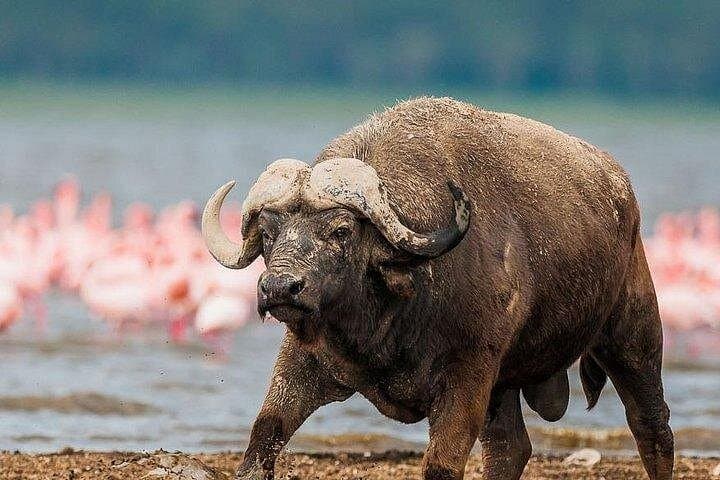 4-Day Samburu & Lake Nakuru Safari — Big Five, Flamingos and Grevy's Zebra photo 4