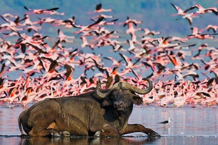3-Day Birdwatching Luxury Safari: Lake Nakuru, Bogoria & Hell’s Gate photo 3