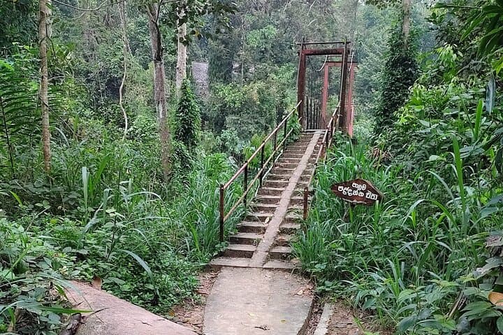 Sinharaja Rainforest Trek: Guided Jungle Hiking Experience from Galle
