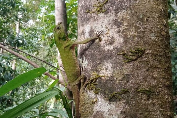 Sinharaja Rainforest Trek: Guided Jungle Hiking Experience from Galle photo 5