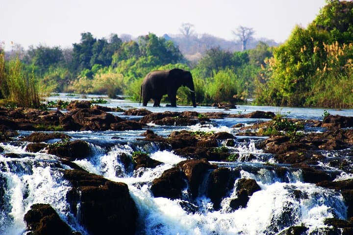 Victoria Falls Guided Walking Tour and Zimbabwe Wildlife Safari photo 2