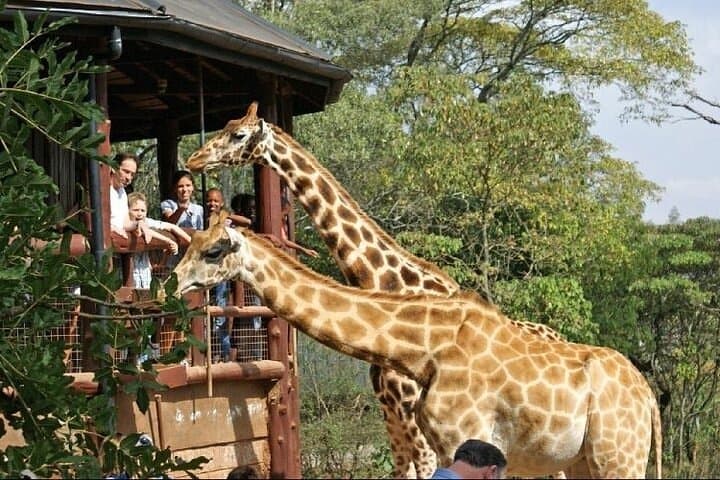 Nairobi Airport Layover: Giraffe Centre Feeding Experience