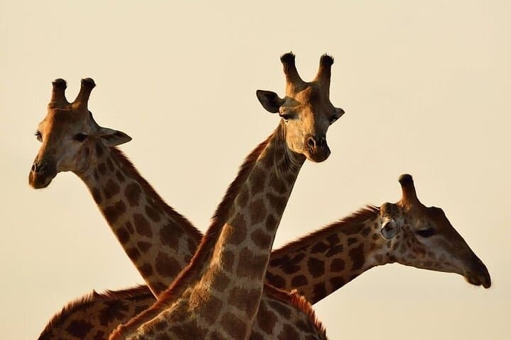 Nairobi Airport Layover: Giraffe Centre Feeding Experience photo 5