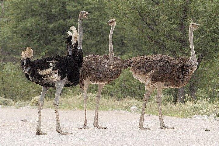 Ride and Feed Ostriches at Masai Ostrich Farm — Day Tour from Nairobi photo 1