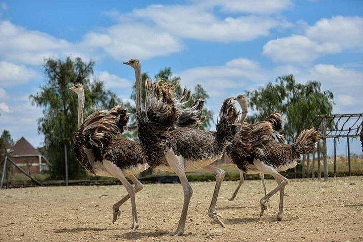 Ride and Feed Ostriches at Masai Ostrich Farm — Day Tour from Nairobi photo 3