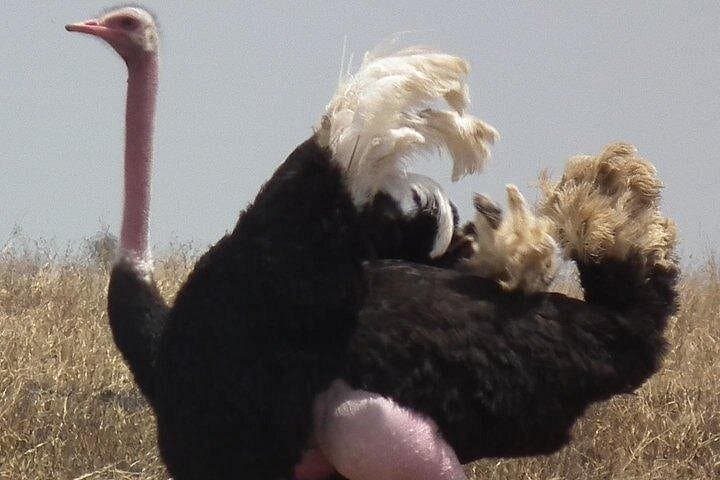 Ride and Feed Ostriches at Masai Ostrich Farm — Day Tour from Nairobi photo 4