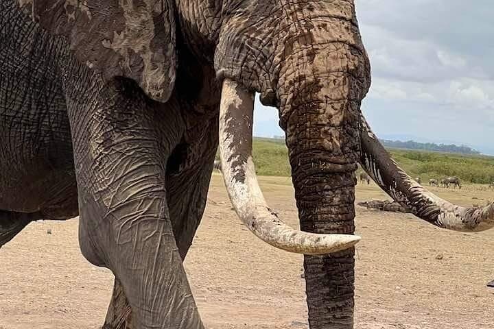 3-Day Private Guided Safari: Tsavo East & West from Malindi photo 2