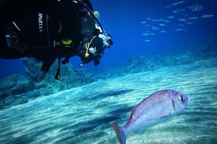 Private Scuba Diving in Tenerife: Beginner-Friendly Atlantic Dives with Photos photo 4