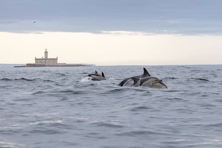 Lisbon Speedboat to Bugio — High‑Speed Tagus River Tour photo 5