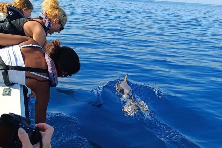 Dolphin Watching from Faro: Ria Formosa Boat Tour photo 2