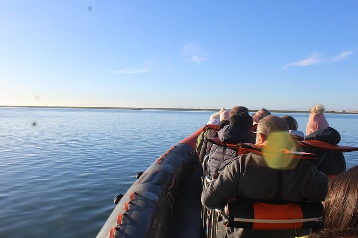 Dolphin Watching from Faro: Ria Formosa Boat Tour photo 5