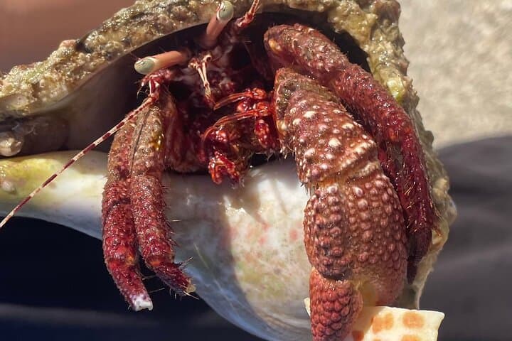 Ten Thousand Islands Shelling & Wildlife Cruise from Marco Island photo 6