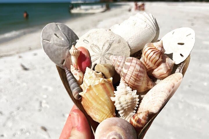 Ten Thousand Islands Shelling & Wildlife Cruise from Marco Island photo 5