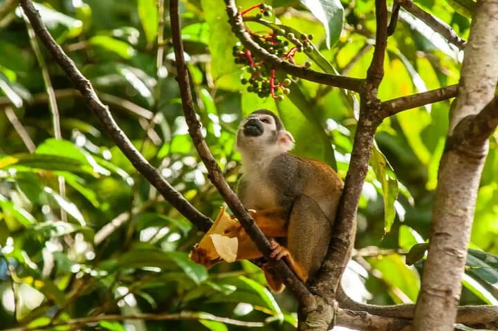 Iquitos Amazon Jungle Tour: 3-Day Lodge Adventure & Wildlife Viewing photo 2