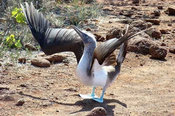 Galapagos Enchanting 3 Islands: 5-Day Wildlife & Snorkel Journey from Puerto Ayora photo 2
