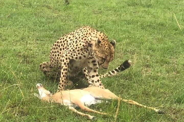 4-Day Best of Kenya Private Safari from Malindi — Tsavo, Amboseli & Mzima Springs photo 3