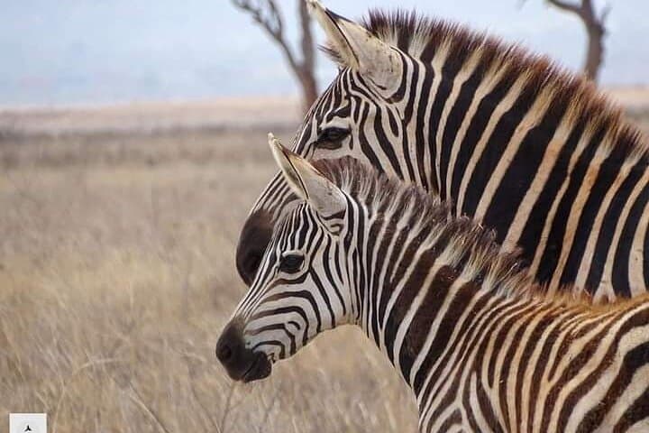 4-Day Best of Kenya Private Safari from Malindi — Tsavo, Amboseli & Mzima Springs photo 5