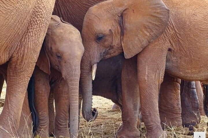 4-Day Best of Kenya Private Safari from Malindi — Tsavo, Amboseli & Mzima Springs photo 6