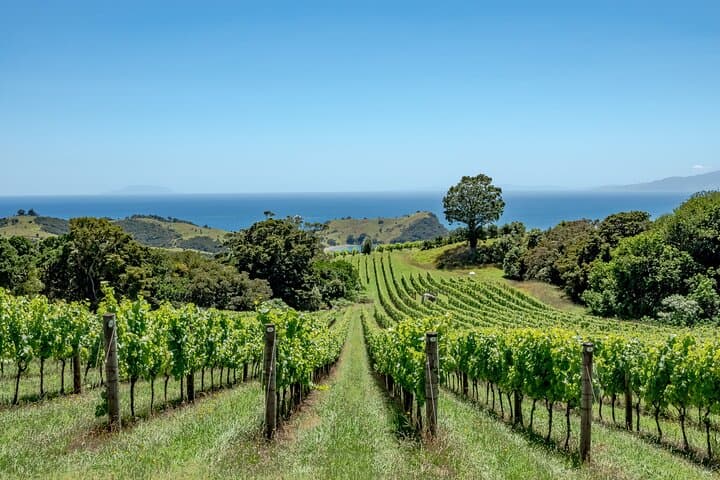 Far End Waiheke Wine Tour: Electric Van Tastings & Man O War Bay Views photo 4