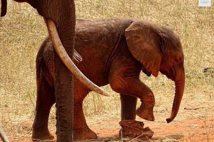 4-Day Safari from Watamu: Tsavo East, Amboseli & Mzima Springs photo 6