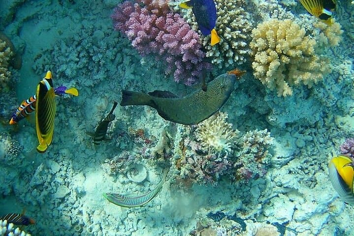 Full-Day Marsa Mubarak Snorkel and Intro Scuba with Lunch — Marsa Alam photo 4