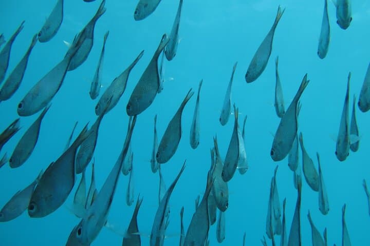 Zanzibar 2-Day PADI Advanced Open Water Course — Deep Reef Diving to 100 ft photo 6