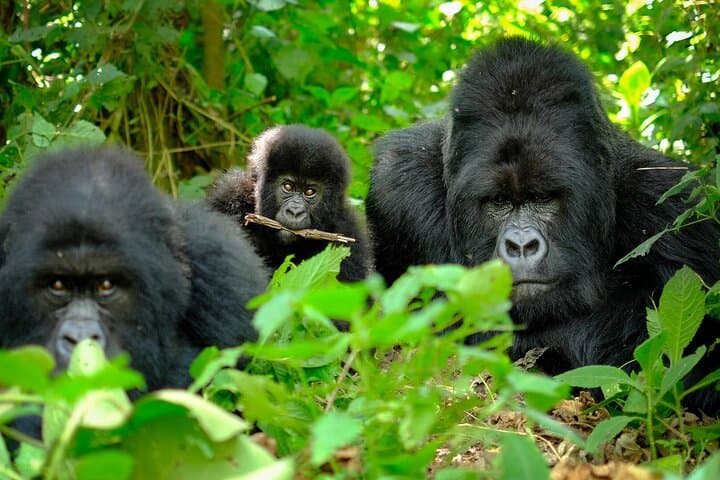 10-Day Uganda Wildlife Discovery: Gorilla & Chimpanzee Tracking in Bwindi and Kibale photo 6