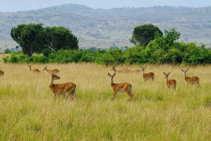 3-Day Murchison Falls Big 5 Safari: Game Drives, Boat Cruise & Chimp Tracking photo 6