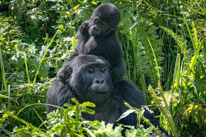10-Day Uganda Wildlife Discovery: Gorilla & Chimpanzee Tracking in Bwindi and Kibale photo 2
