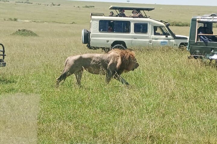 Exploring Nairobi National Park: A Private Half-Day Safari Experience photo 2