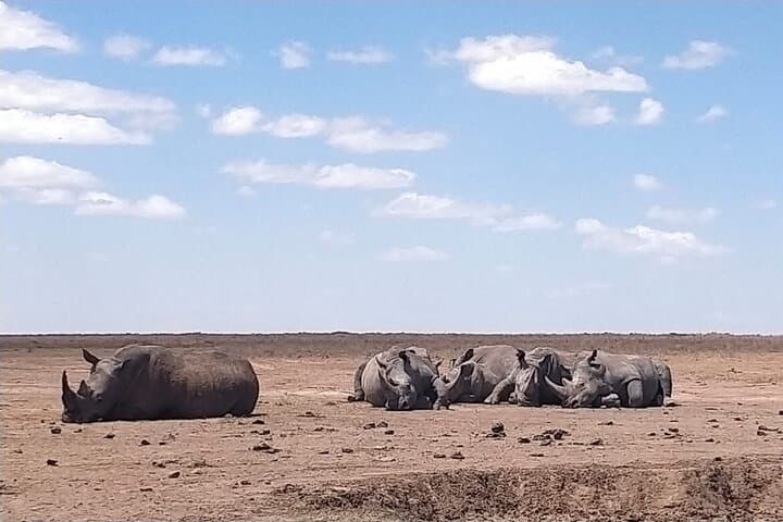 Exploring Nairobi National Park: A Private Half-Day Safari Experience photo 3