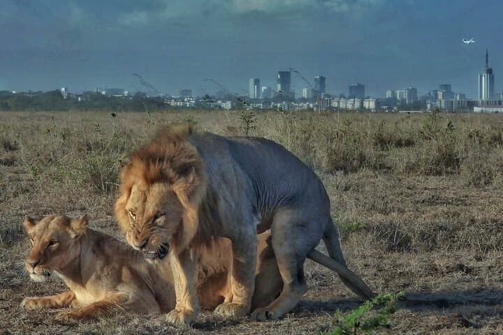 Exploring Nairobi National Park: A Private Half-Day Safari Experience photo 5