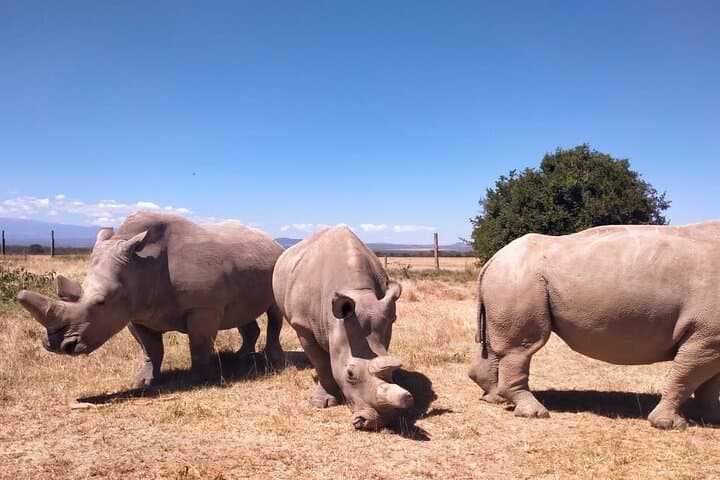 Exploring Nairobi National Park: A Private Half-Day Safari Experience photo 6