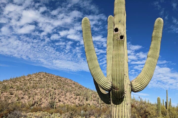 Self-Guided Saguaro National Park Driving Tour: Best Stops, Tips & Map photo 6