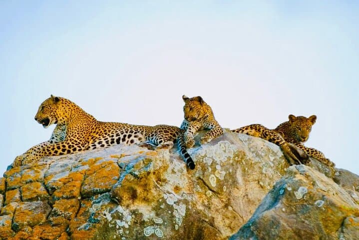 Overnight Yala Safari: Luxury Tented Camping & Leopard 4x4 from Ella photo 2