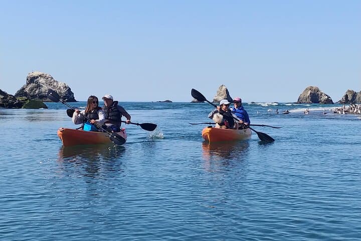 Russian River Kayak Tour at Sonoma Coast: Jenner Kayaking & Wildlife photo 5