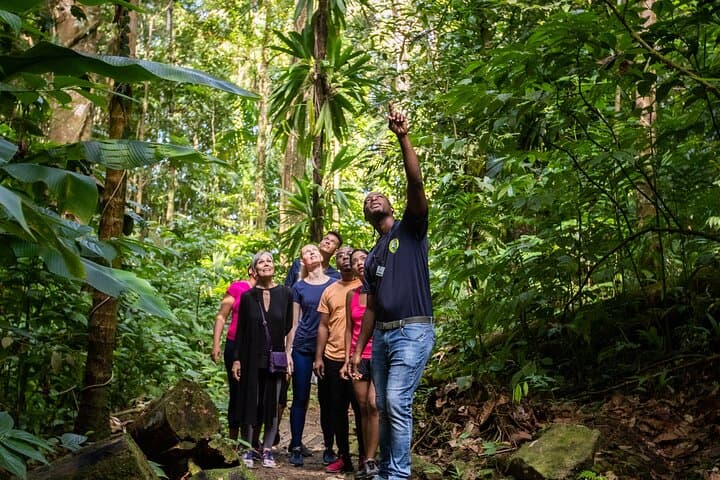 St. Lucia Ultimate 3: Aerial Tram, Canopy Zipline & Rainforest Hike photo 5