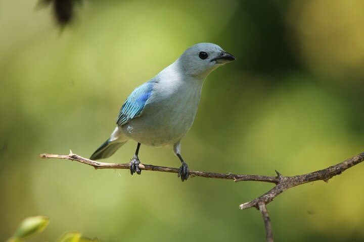 Full-Day Private Monteverde Tour: Curi-Cancha, Cloud Forest Reserve & Night Walk
