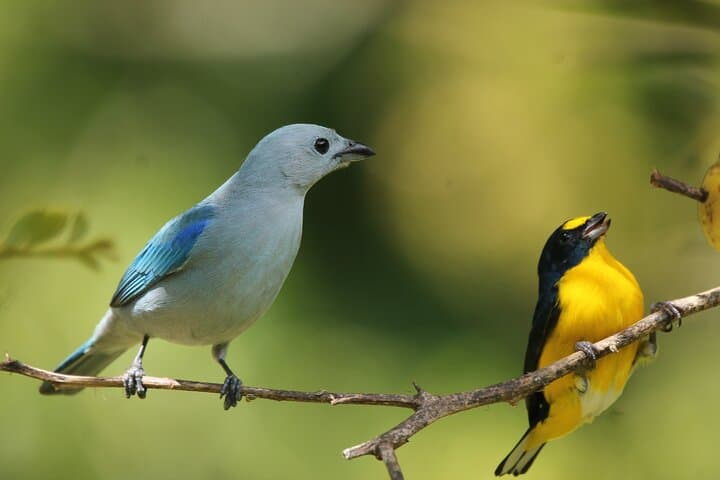 Full-Day Private Monteverde Tour: Curi-Cancha, Cloud Forest Reserve & Night Walk photo 2