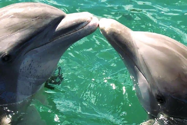 36-Foot Private Boat Charter in Muscat — 3-Hour Snorkel, Dolphins & Coves photo 4
