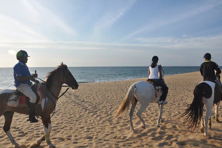 Half-Day Horseback Riding on Kalpitiya Beach — Sunset Marwari Horse Experience photo 4