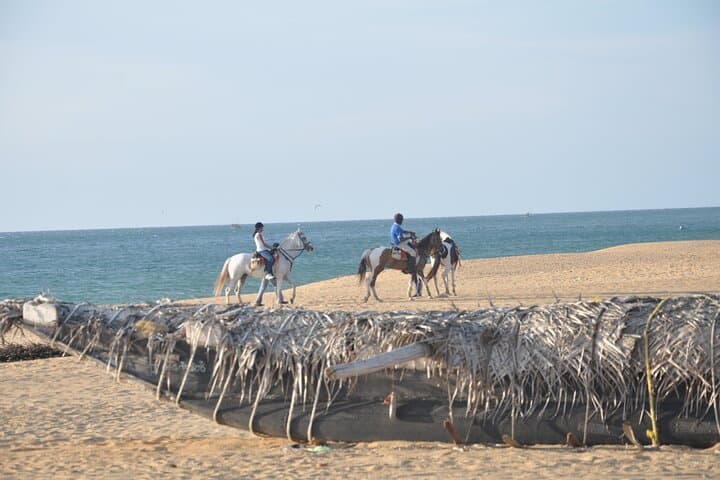 Half-Day Horseback Riding on Kalpitiya Beach — Sunset Marwari Horse Experience photo 2