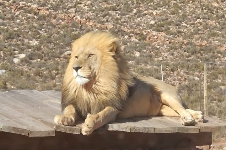Aquila Big 5 Safari from Cape Town: Full-Day Game Drive to See Africa’s Iconic Wildlife photo 3