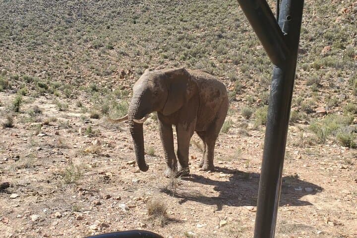 Aquila Big 5 Safari from Cape Town: Full-Day Game Drive to See Africa’s Iconic Wildlife photo 5