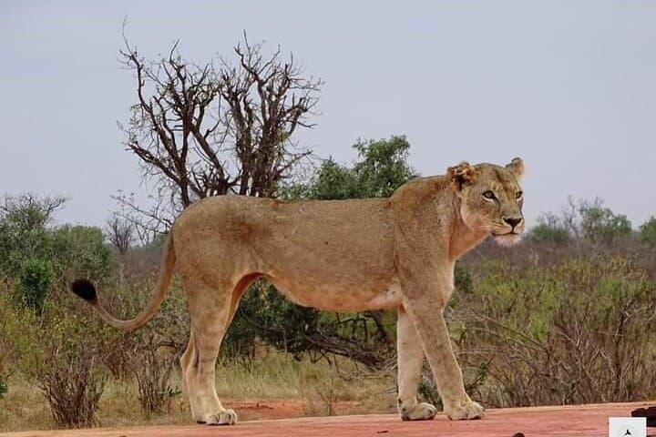 4-Day Safari from Watamu: Tsavo East, Amboseli & Mzima Springs photo 5