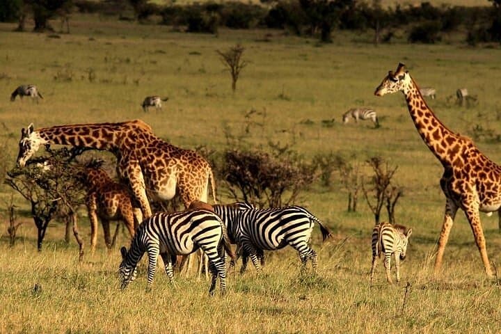 4-Day Serengeti Camping Safari — See the Great Migration and Big Five