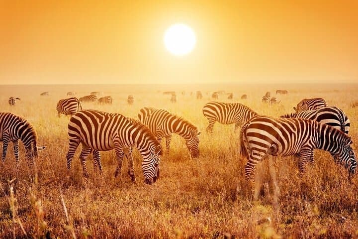 4-Day Serengeti Camping Safari — See the Great Migration and Big Five photo 2